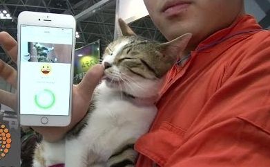 Cum afli dacă căţelul sau pisica ta sunt nefericiţi. Savanţii japonezi au găsit soluţia