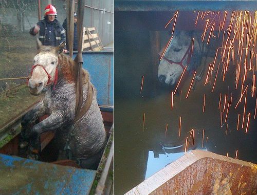Salvare spectaculoasă în Bihor, după ce un cal a căzut într-o groapă adâncă - FOTO
