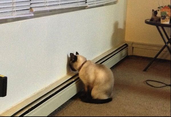 Îți găsești animalul de companie stând așa? Du-l repede la veterinar! Poate fi un semn foarte grav