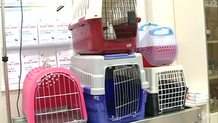 Noul Cod Rutier. Animalele de companie se vor transporta doar în cuşti 