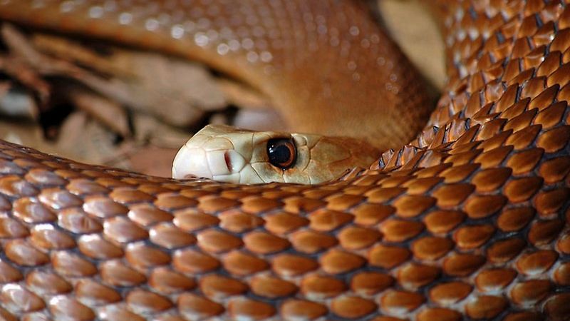A găsit un şarpe veninos sub frigiderul din bucătăria sa. Continuarea este şocantă!