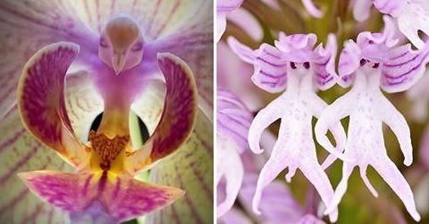 Cele mai frumoase flori din lume. Îţi taie respiraţia! Ce secret ascund?