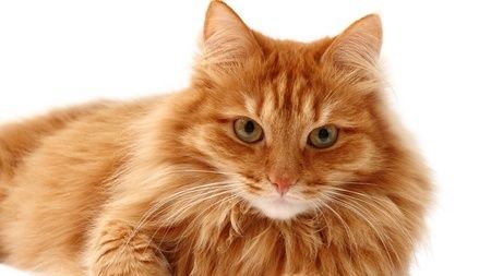 Ce face o pisică atunci când îi este foame. Stăpânii au fost şocaţi - VIDEO VIRAL