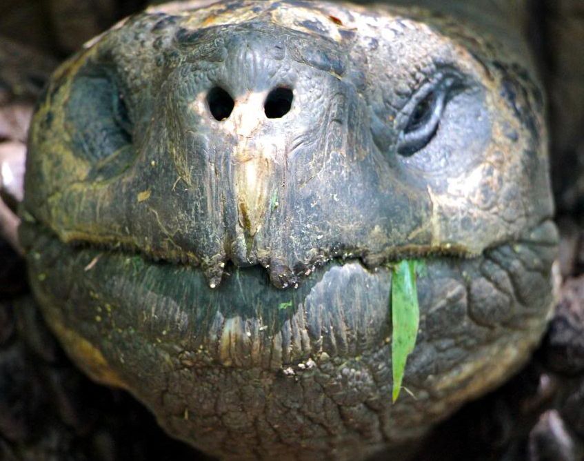 Jonathan are 183 de ani şi este cel mai bătrân animal din lume 