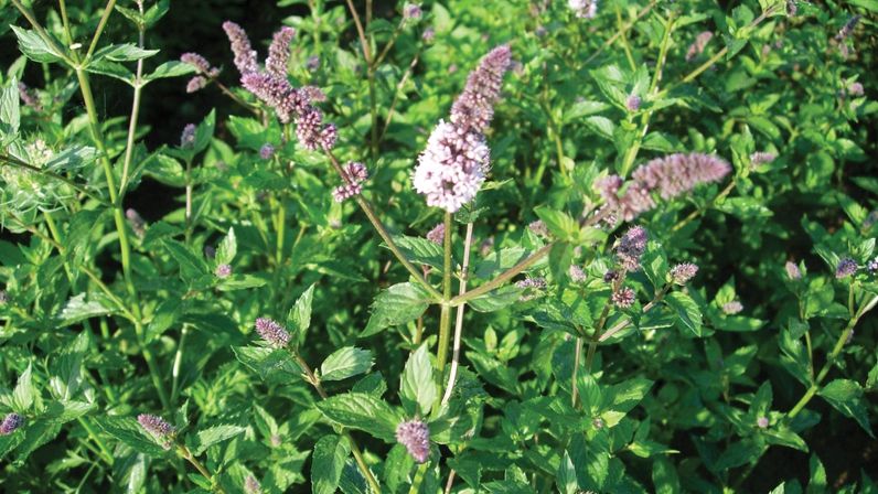 O cunoscută plantă medicinală are proprietăți anticancerigene. Iată cum trebuie folosită