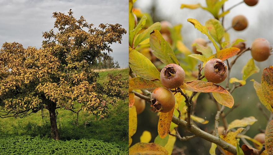 Fructele de pădure mai puţin cunoscute cu efecte uimitoare. Ce sunt moşmoanele?