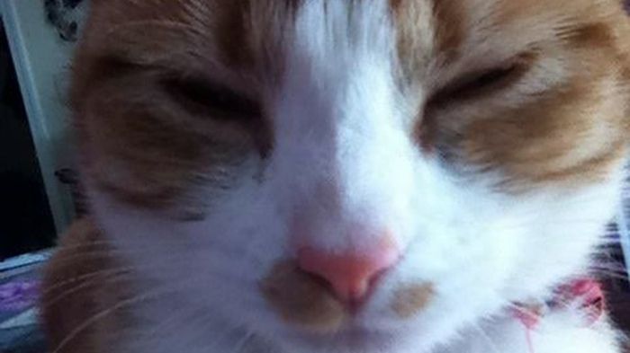 Această pisică a dispărut de acasă câteva zile. Când s-a întors, avea agăţat la gât un bileţel