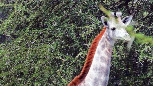 Apariție foarte rară: Omo, girafa albă. De ce culoarea îi pune viața în pericol