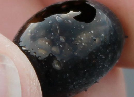 Explicaţia formării oului de sticlă, descoperit zilele trecute 