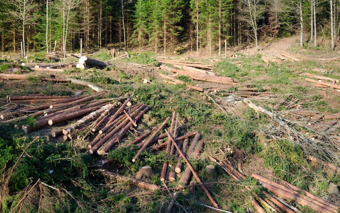 Parlamentarii atacă iar Codul Silvic. Vor să defrişeze pădurile pentru a ridica hoteluri şi SPA-uri 