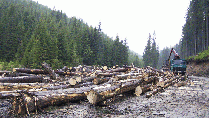 Pădurarii pichetează Guvernul. Aceştia cer stoparea tăierilor ilegale de păduri