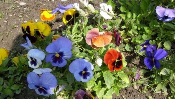 Adio panseluțe în București. Sava propune ca primăriile să nu mai cumpere decât plante perene 