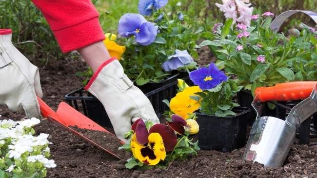 Petiţie online pentru panseluţele de 600 de milioane de euro. Oamenii cer DNA să cerceteze cazul