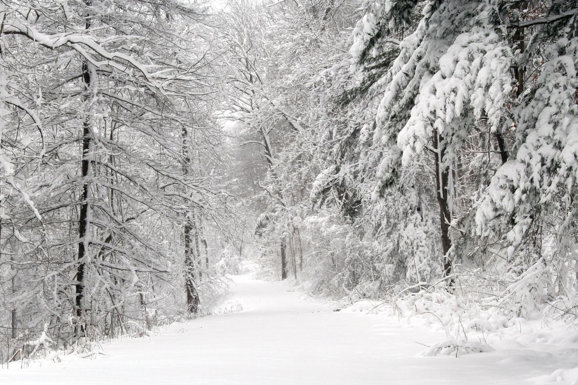 Şi-a activat GPS-ul şi s-a trezit singur în pădure. Ce s-a întâmplat azi-noapte cu un şofer din Iaşi