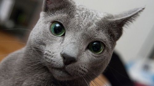 A dat 1600 de lei pentru o pisică. Când a ajuns acasă a rămas şocată