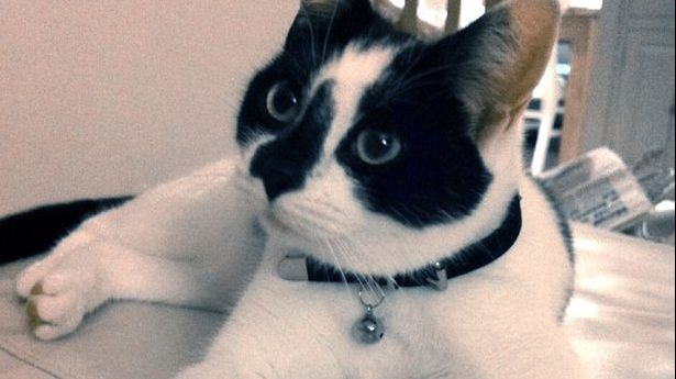 Au plâns că și-au pierdut pisica, dar un apel necunoscut i-a lăsat mască. Unde se afla animalul