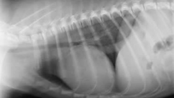 S-a dus la doctor după ce a înghiţit o bucată de gheaţă. Medicii au încremenit când au văzut ce e