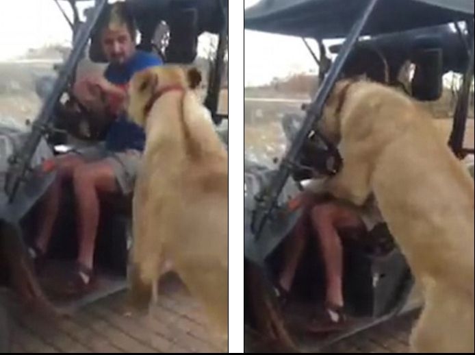 A plătit un safari să vadă leii. A împietrit când o fiară i-a sărit în poală și a început să...