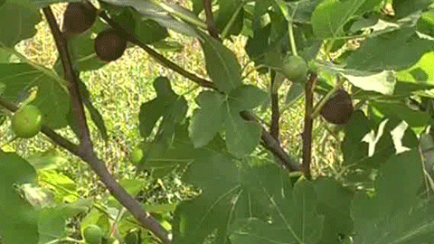 Două super-alimente care fac minuni împreună! Topesc grăsime în cel mai scurt timp