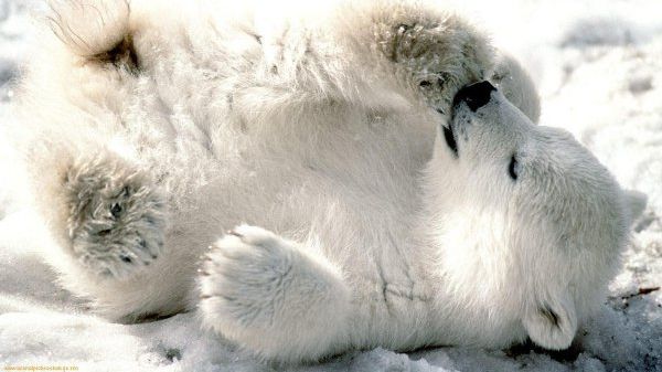 Momente de tandrețe la o grădină zoologică. Cum își îngrijește un urs polar puiul abia născut 