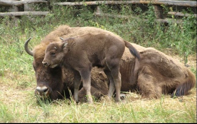 Turmă de zimbri, atacată de câinii sălbatici din Munții Țarcului. Patru exemplare au murit