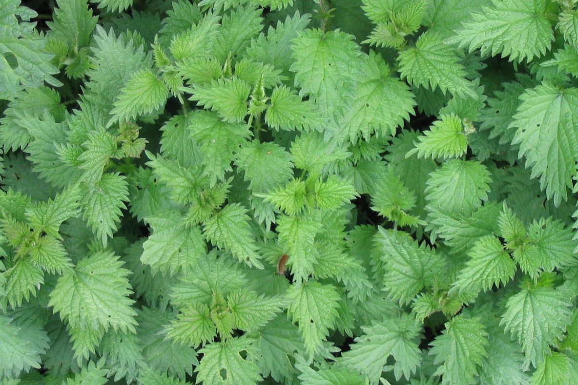 Secretul urzicilor! Vei mai consuma după ce vei afla asta?