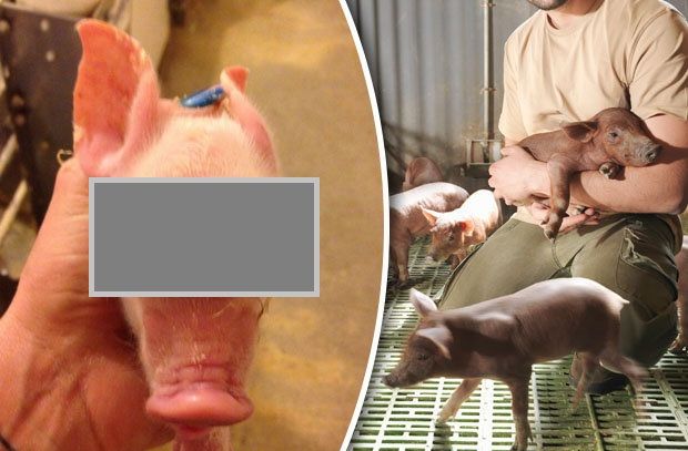 Un porc născut cu testicule în loc de ochi a creat o isterie pe Internet