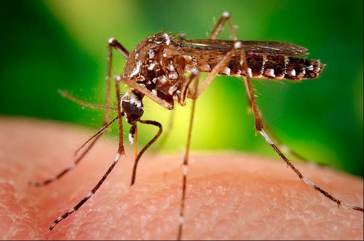 Şase femei însărcinate, diagnosticate cu virusul Zika în Mexic