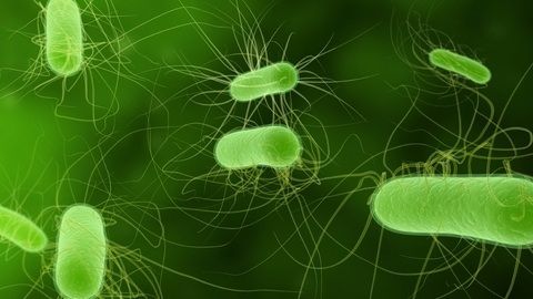 Ai aceste simptome? Mergi de urgenţă la medic. Este E. coli!