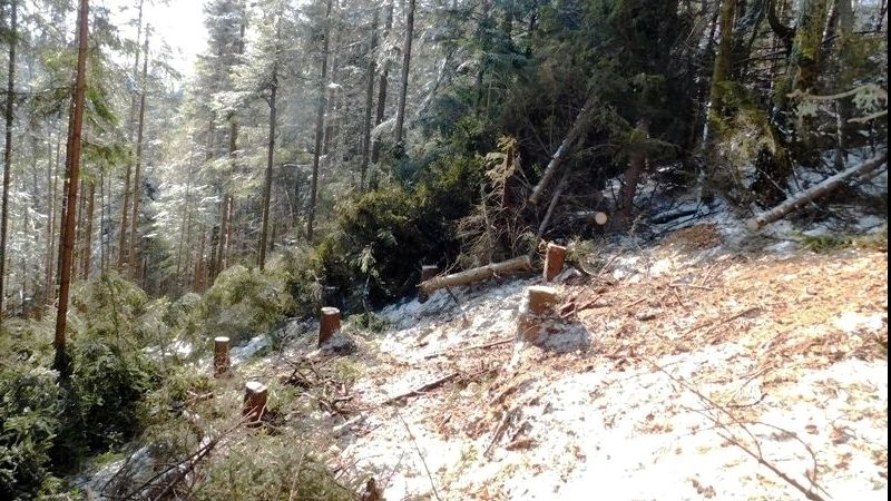 Acțiune de amploare a polițiștilor la hoții de arbori! 12 persoane, reținute