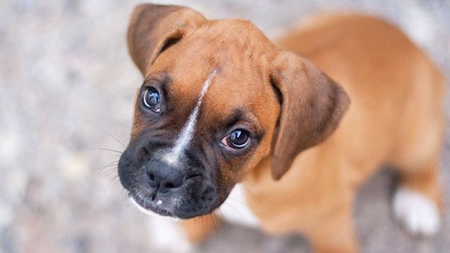 Top cele mai periculoase rase de câini