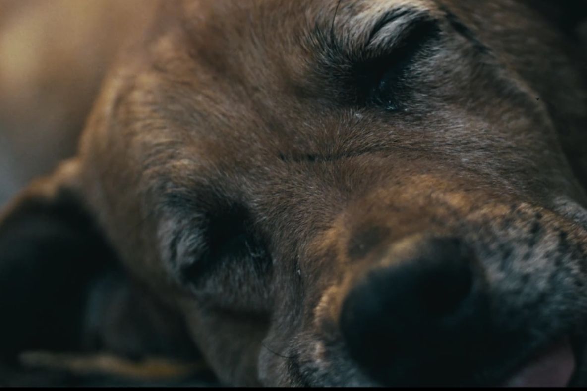 VIDEO EMOȚIONANT Un câine a încasat un glonț în locul unui copil