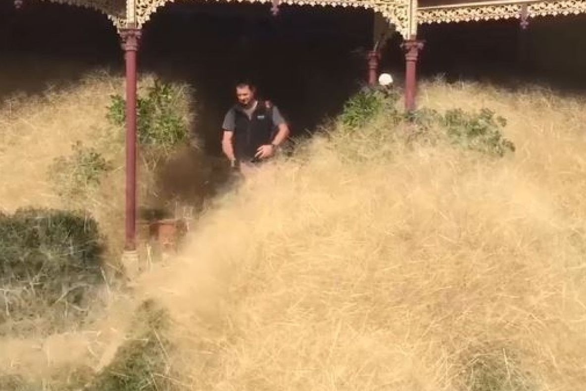 Un întreg oraş a fost invadat de buruieni uriaşe. Explicaţia acestui fenomen este şocantă