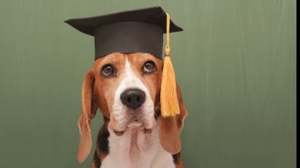 S-a realizat primul TEST IQ pentru câini! Cum funcționează