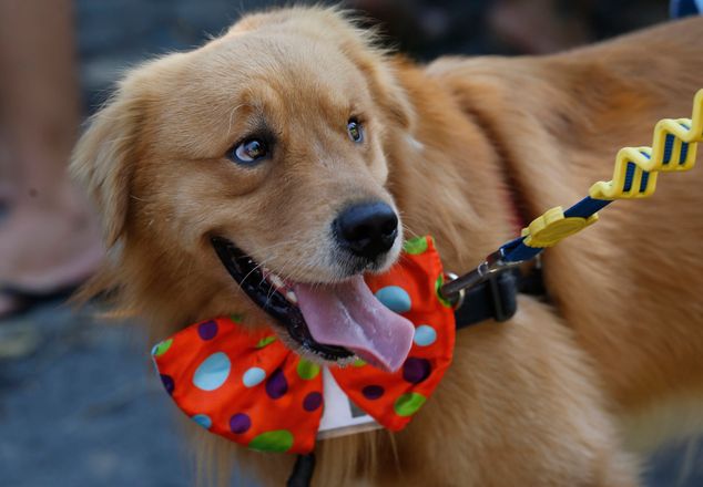 Câini costumaţi defilează pe străzi 