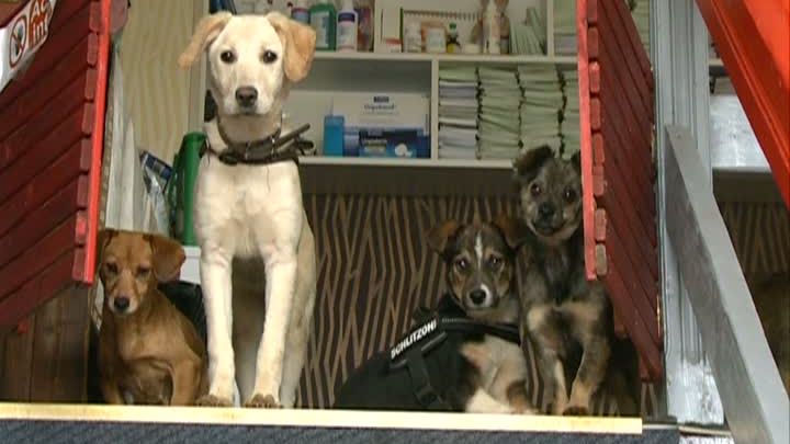 Elvețienii iubesc maidanezii noștri. Românii nu se înghesuie nici să doneze mâncare pentru ei 