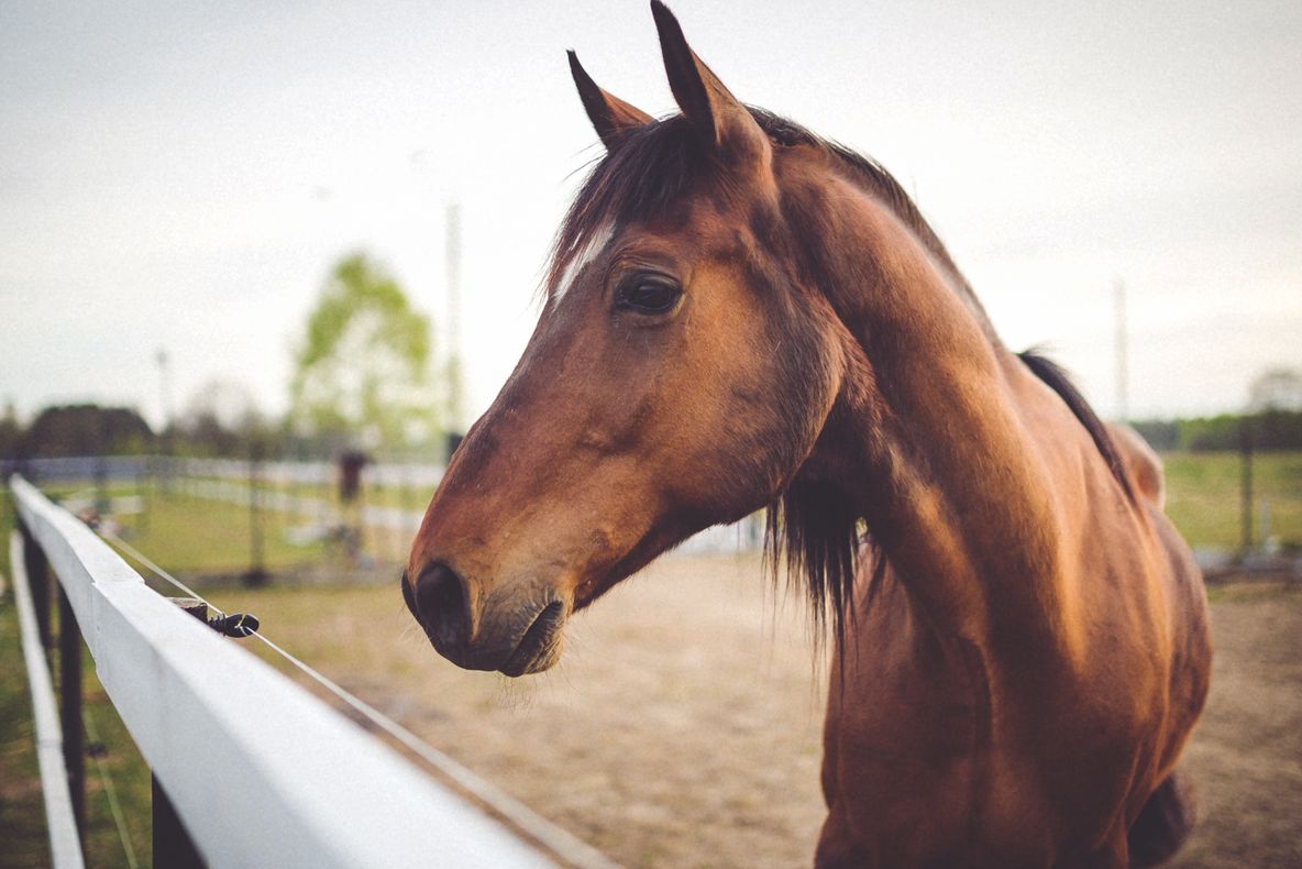 VIDEO. Și-a dresat caii până au ajuns să facă asta. Este absolut fascinant!