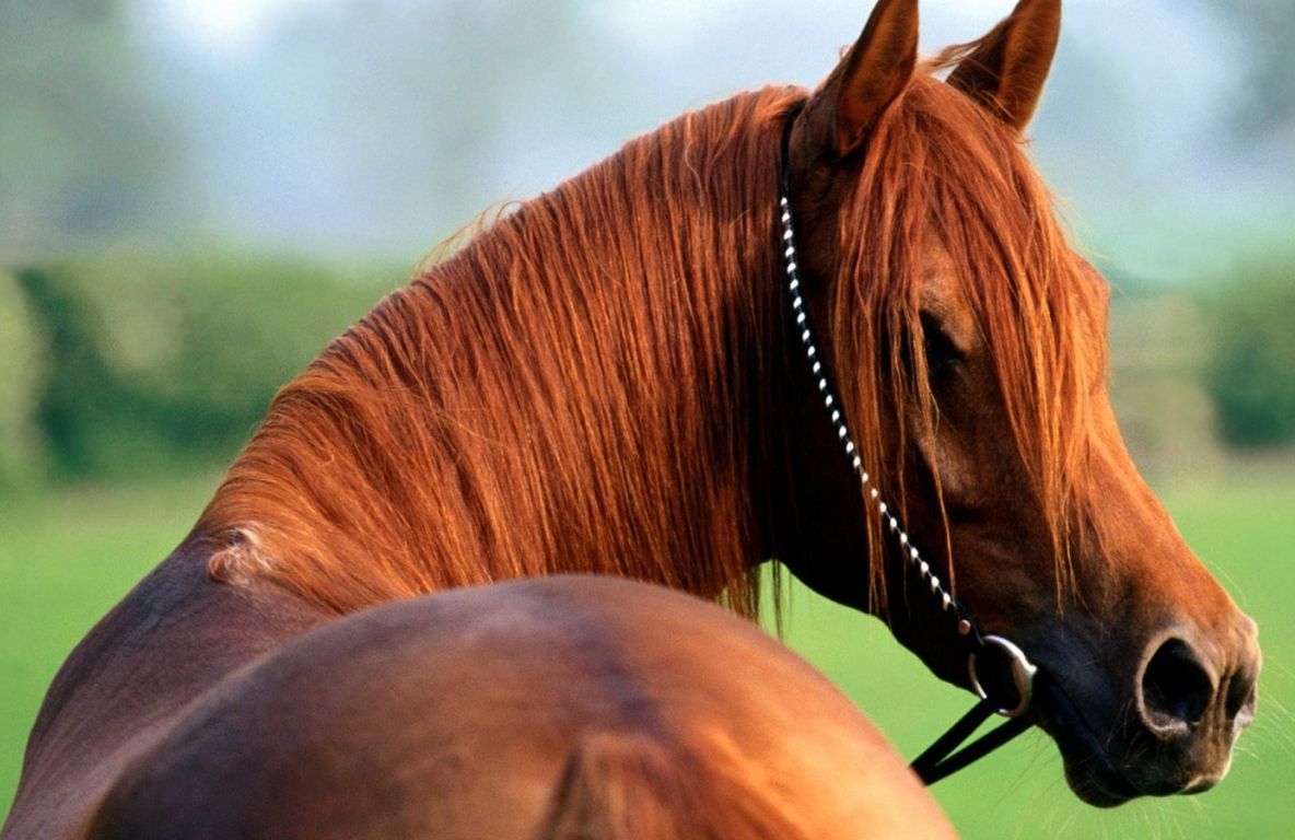 EXPERIMENT INEDIT Caii îşi pot da seama când oamenii sunt fericiţi sau furioşi