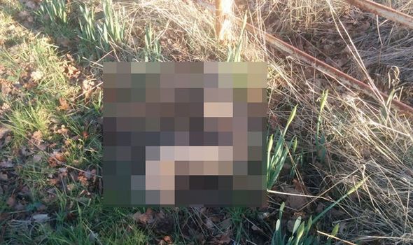 Au fost chemați să salveze o vidră rănită. S-au apropiat de animal și au avut un șoc uriaș