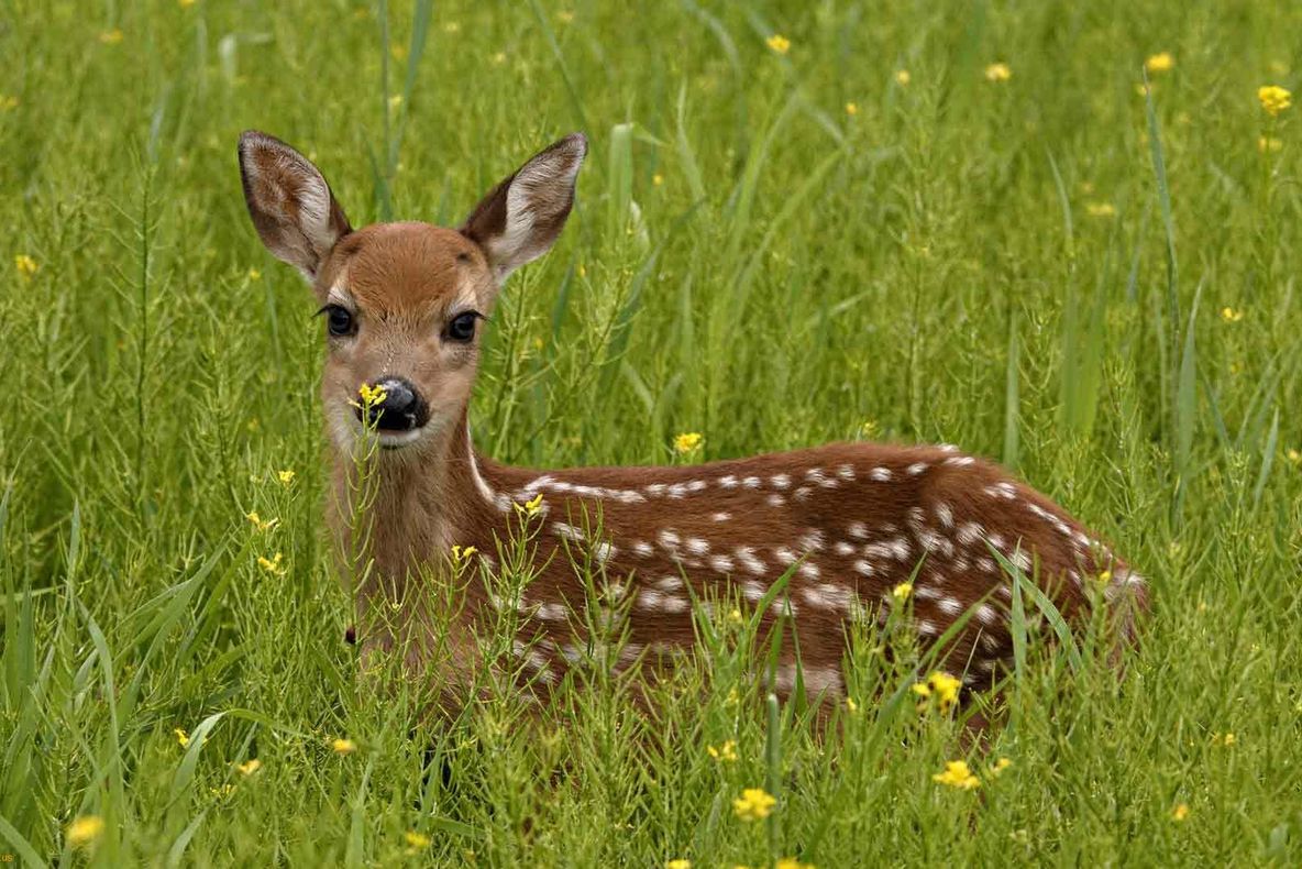 A observat un pui de căprioară pe stradă. Gestul pe care l-a făcut a impresionat o lume întreagă