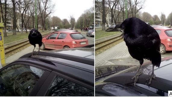 Povestea uimitoare a celei mai prietenoase înaripate: cioara din Arad care iubeşte oamenii