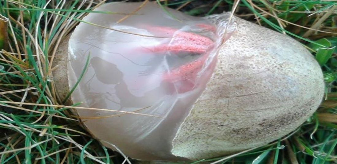 A găsit un ou ciudat în grădină. Când a văzut ce iese din el, a înlemnit! FOTO şi VIDEO