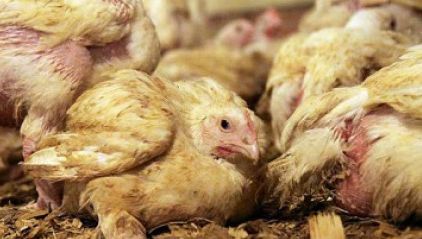 35.000 de pui de la o fermă din Târgu-Jiu au murit de foame. Nimeni nu i-a hrănit două săptămâni