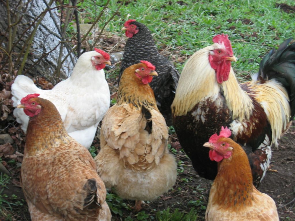 Preşedinţia, despre legătura dintre românul plecat la muncă şi găina care trece prin faţa bisericii