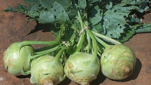 Taie o gulie rondele, unge feliile cu miere şi lasă-le la macerat. Bea apoi sucul. Efectul, uimitor