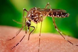 Virusul ZIKA. Organizația Mondială a Sănătăţii a declarat stare de urgență mondială