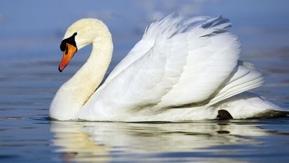 De unde vine expresia ''cântec de lebădă''? Puţini îşi imaginează asta