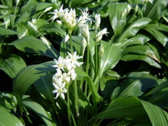 Această plantă îți curăță sângele și ficatul de toxine. Combate reumatismul și bolile renale