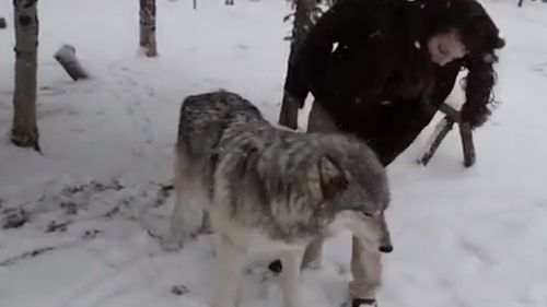 Lupul care își manifestă afecțiunea ca un câine. Imagini incredibile 