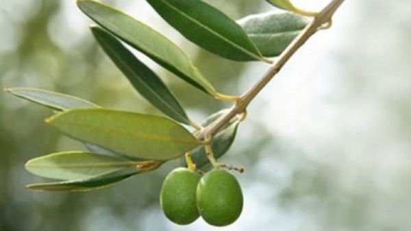 Leacul scris în Biblie care vindecă orice boală. Uite cât de ușor de prepară